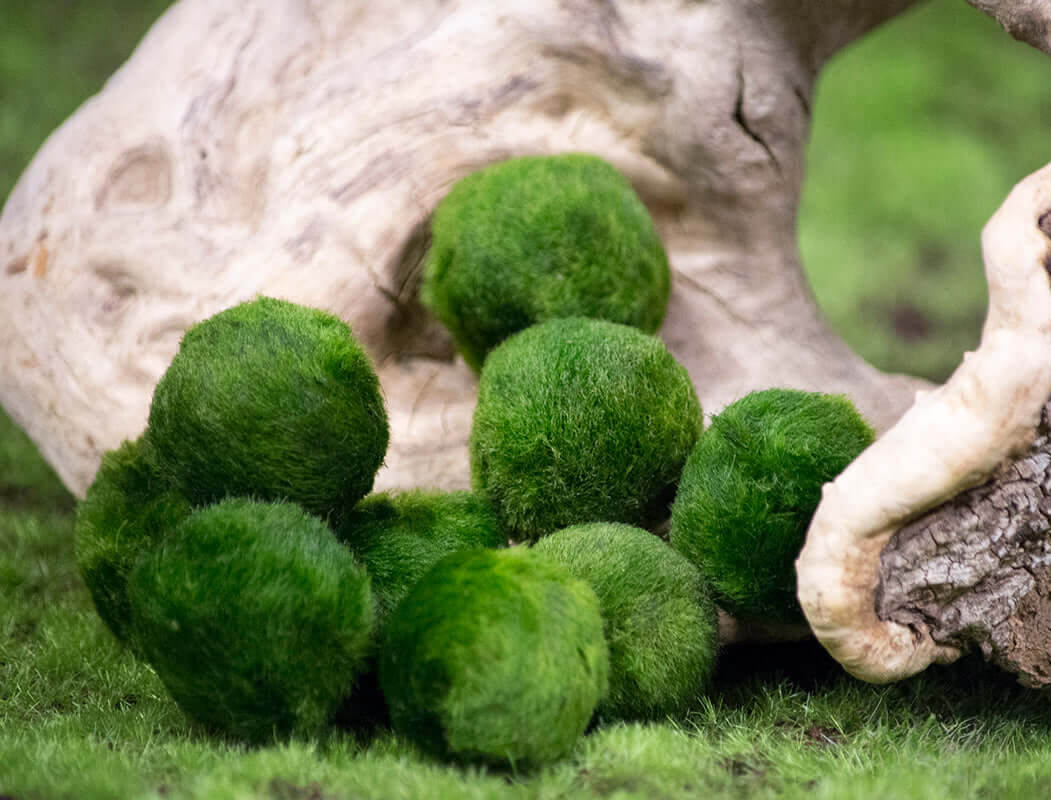 Acquista il tuo marimo su Ibrio.it